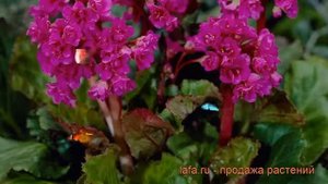 Бадан гибридный Абендглут (bergenia hybride abendglut) ? обзор: как сажать, саженцы бадана Абендглу