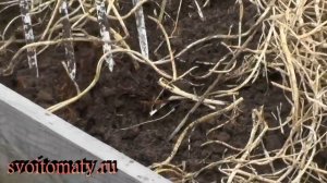Посадка картофеля в грядки