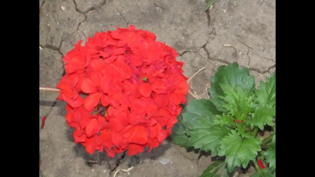 Flowers - Blumen смотреть онлайн