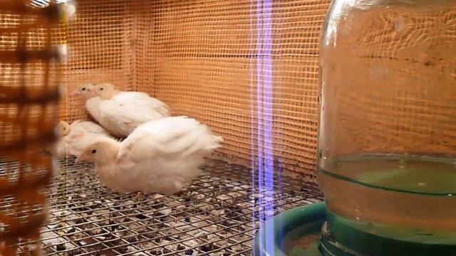 Инкубатор 2.0 своими руками Перепела Техасский бройлер