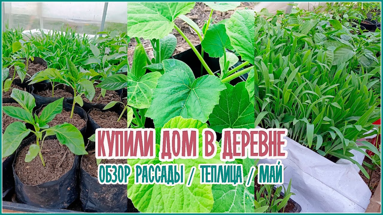 Огород _ Обзор рассады _ Май _ Теплица