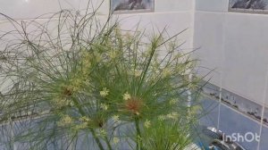 Пересадка циперуса папируса. 03.07.2023.