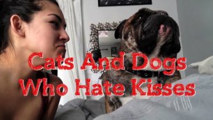 Кошки и собаки, ненавидящие поцелуи 