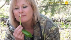 Колба, черемша, лук победный... Ранние витамины в Сибири