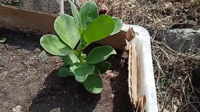 Горох, бобы и фасоль. Выращиваю в ящиках смотреть онлайн