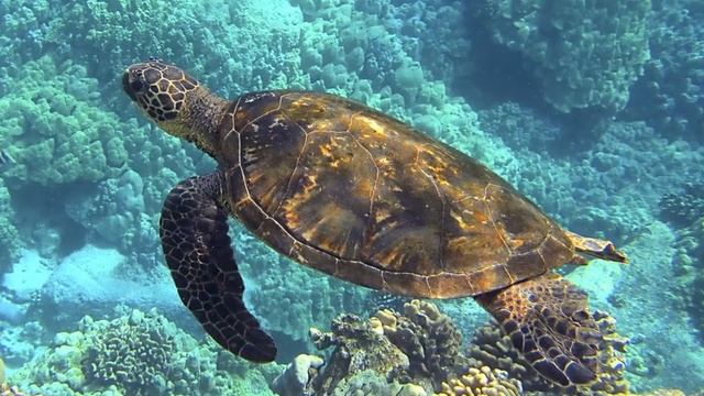 Расслабляющая Музыка. Фортепиано | Relaxing Music. Piano смотреть онлайн