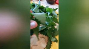 Заготавливаю мелиссу лимонную.