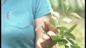 Как вырастить жимолость из черенка?