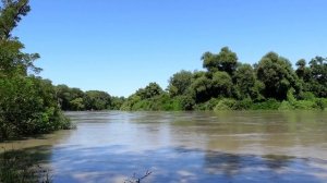 Звуки природы, пение птиц, звуки леса, для релаксации, сна, медитации, расслабления