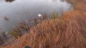 Охота на Утку Осень 2022г.Фарт Охотника!