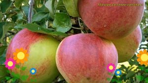 Яблоня домашняя Уэлси. Краткий обзор, описание характеристик, где купить саженцы malus domestica