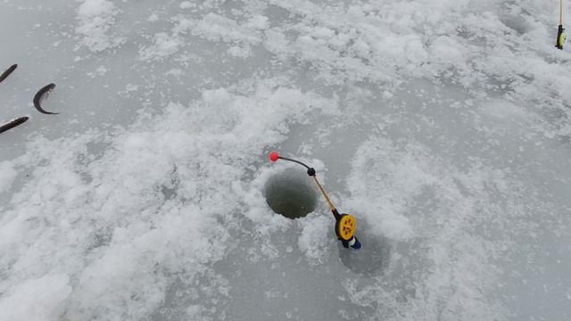 Субботняя Рыбалка на корюшку 02.03.24. Попытка реабилитироваться за пятничный промах. смотреть онлайн