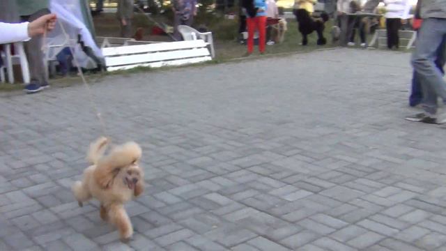 500 Моно пуделей "Челяба-2021"29,08,2021. БЭСТ той пуделей. смотреть онлайн