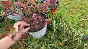 Зимовка гортензий в горшках