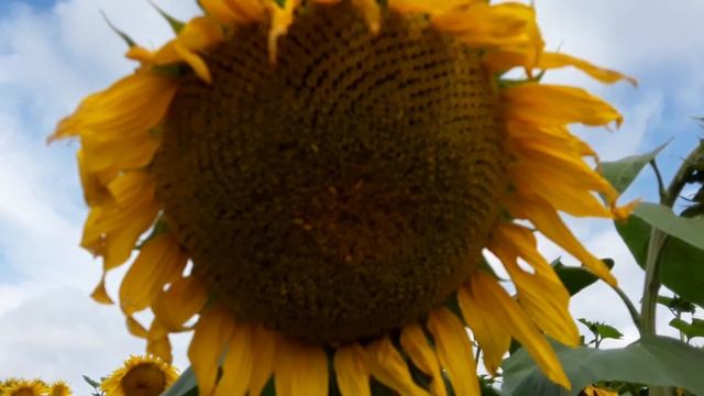 Sunflower Подсолнухи - осколки лета.... смотреть онлайн