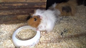 Морские свинки расплодились! Содержание морских свинок на улице