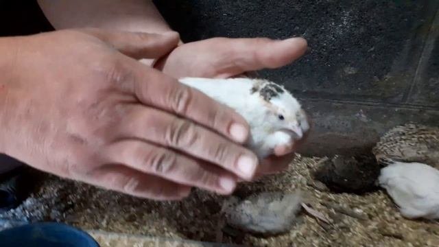 ПЕРЕПЕЛА.НАПОЛЬНОЕ СОДЕРЖАНИЕ.
