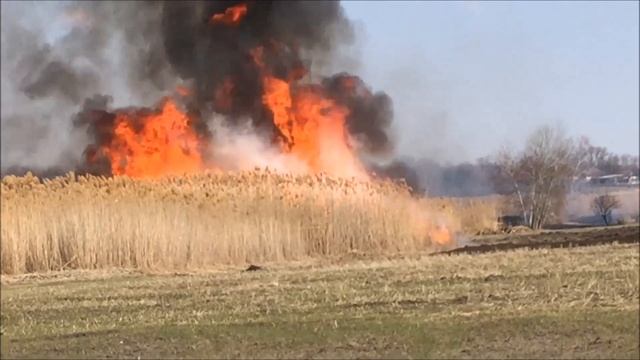 ПОЖАР ГОРЯТ КАМЫШИ смотреть онлайн