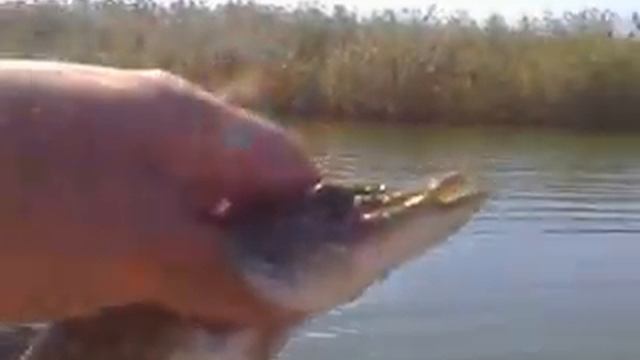 Первомайка. Рыбалка на День танкиста. смотреть онлайн