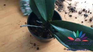 Как пересадить орхидей в непрозрачный горшок