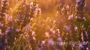 Опаздывая на работу, Вероника увидела мужа, который должен быть дома. Решив за ним проследить…