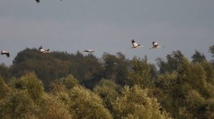От чего так сердце бьётся одиноко...