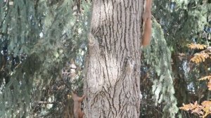 Алла Пугачева. Осень.