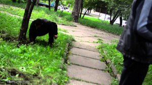 Наркоманы ищут закладку спайса под деревом не стесняясь камеры