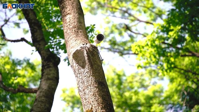 В Ставрополе в парке Победы появилась площадка для кормления бездомных животных смотреть онлайн