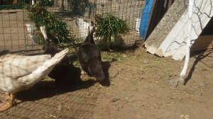 ИНДОУТКИ садятся на яйца