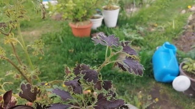 Посылка  от моей подписчицы) Очень неожиданно и конечно приятно) Цветочные композиции из колеусов )