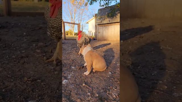 Rooster VS Puppy