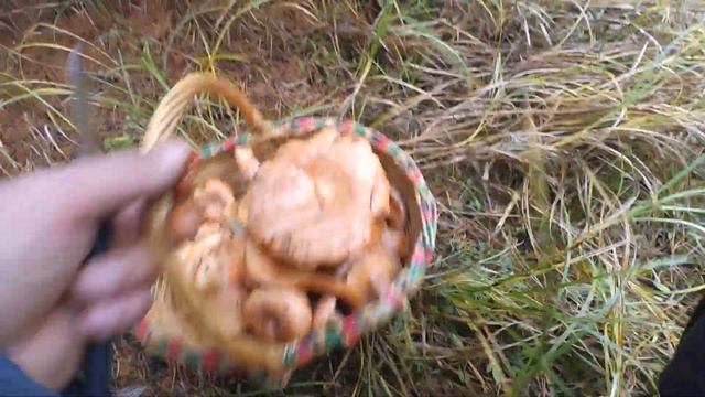 Вперёд в лес за грибами рыжиками.. Собираем рыжики полным ходом.. смотреть онлайн