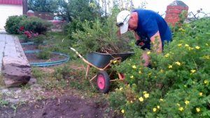 Как я привел в порядок палисадник