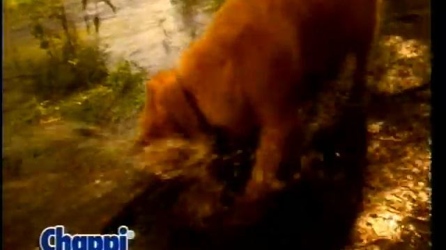 Chappi 1994г. смотреть онлайн