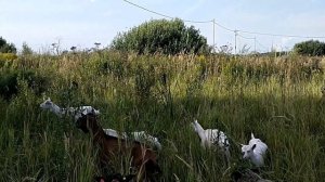 Когда можно покрывать молодых козочек первый раз?