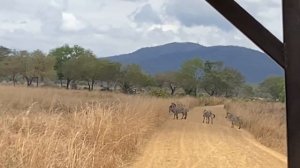 САФАРИ, в котором сбылись все мечты?| парк Микуми, Занзибар, Африка