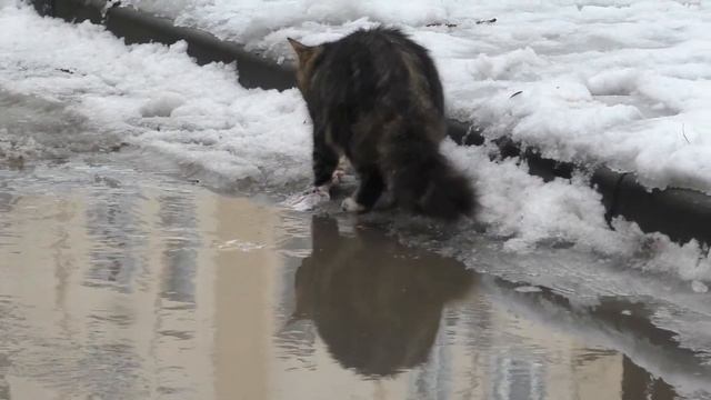 Котэ и "требуха" смотреть онлайн