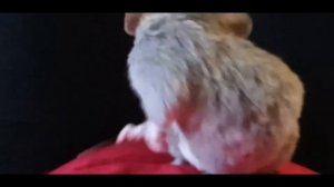 Попу мыть попу мыть надо каждый день