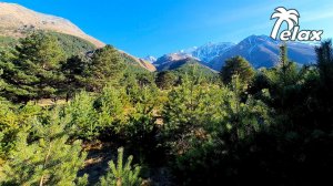 Nature Sounds in the Mountain Forest - Tit, Blackbird and Wind Sound