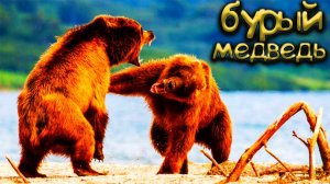ДРАКА МЕДВЕДЕЙ!, Медведь лезет на дерево за человеком!
