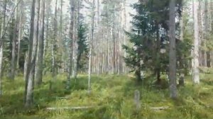 ГРИБЫ Кириловское 15  августа