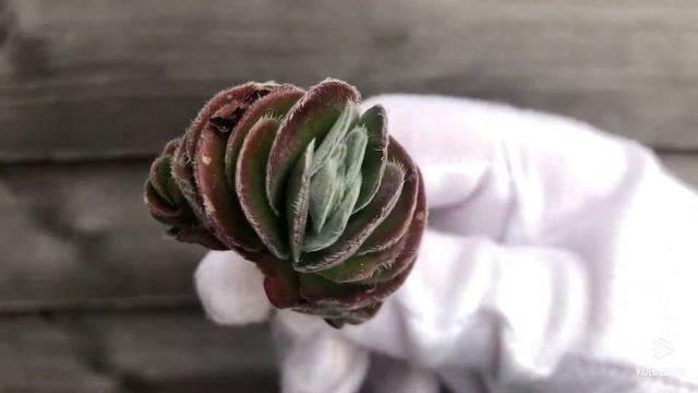 Crassula Tomentosa смотреть онлайн