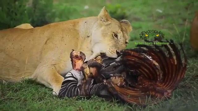 A successful Early Morning Game Drive - Serengeti смотреть онлайн