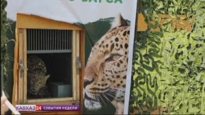 Переднеазиатского леопарда выпустили в естественную среду обитания в Северной Осетии