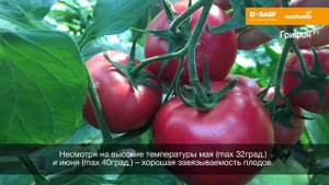 ?Томат Грифон F1/ Голландские семена/Nunhems
