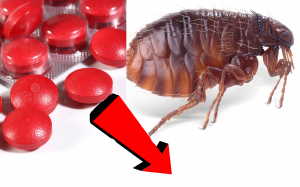 Как избавиться от блох у Собак За 3 Секунды!