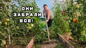 Как ВЫЖИВАЕМ на южном ХУТОРЕ в такую ЖАРУ _ ЛИШИЛИСЬ УРОЖАЯ