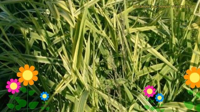 Фалярис тростниковый Лютеопикта. Краткий обзор, описание phalaris arundinacea Luteopicta смотреть онлайн