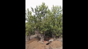 Задумались какие деревья посадить на участке?